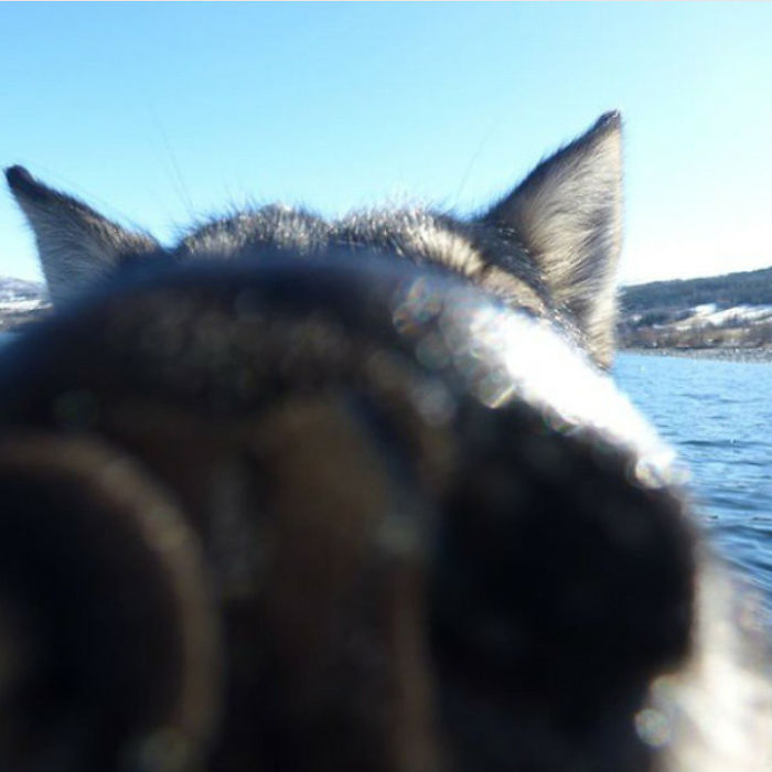 105 Nosy Dogs Who Want To Know What You&#8217;re Doing