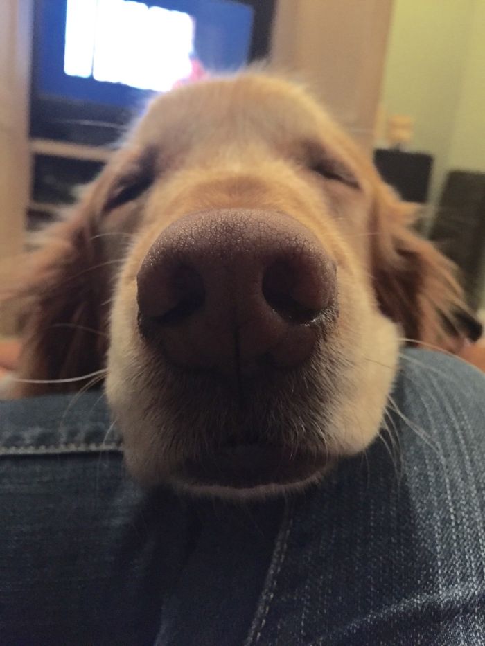 105 Nosy Dogs Who Want To Know What You&#8217;re Doing