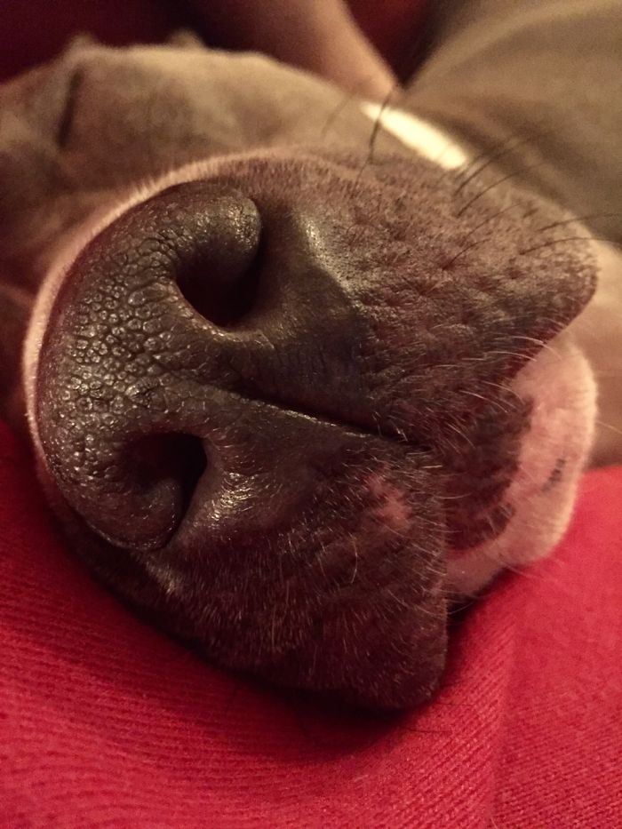 105 Nosy Dogs Who Want To Know What You&#8217;re Doing