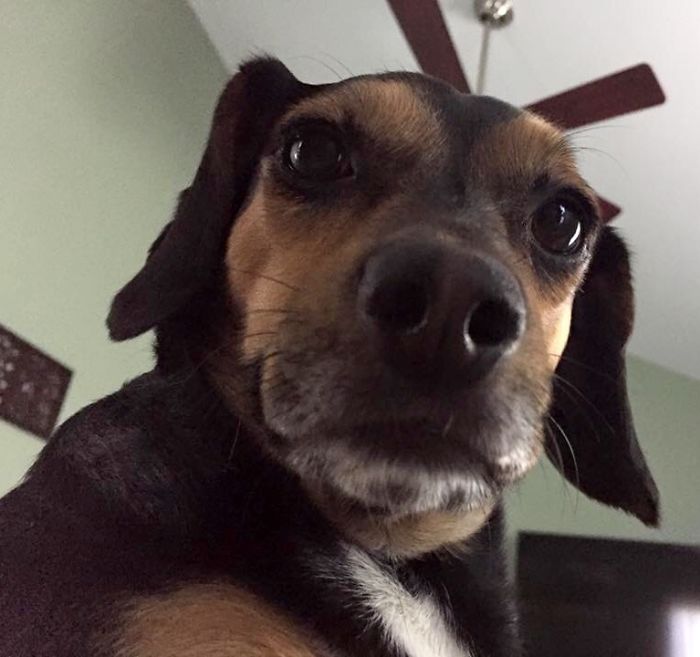 105 Nosy Dogs Who Want To Know What You&#8217;re Doing