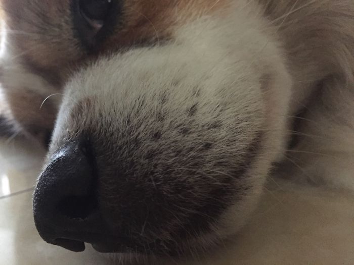105 Nosy Dogs Who Want To Know What You&#8217;re Doing