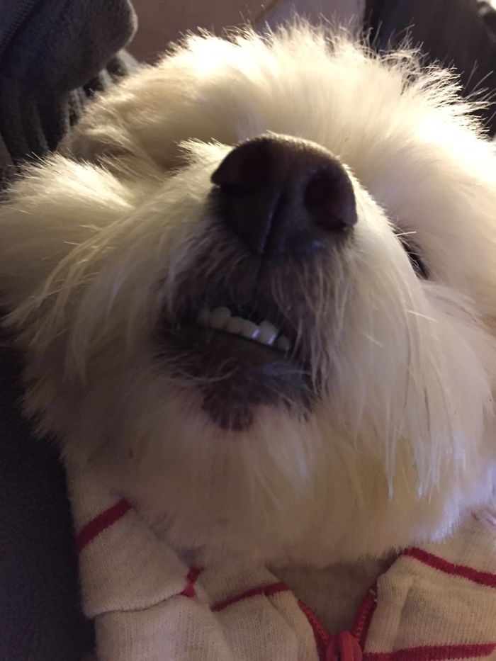 105 Nosy Dogs Who Want To Know What You&#8217;re Doing