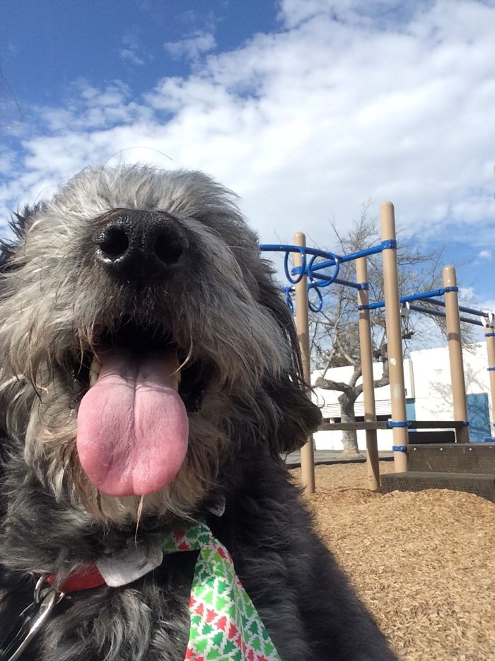 105 Nosy Dogs Who Want To Know What You&#8217;re Doing