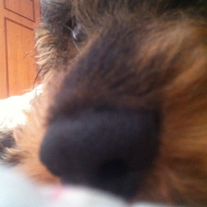 105 Nosy Dogs Who Want To Know What You&#8217;re Doing