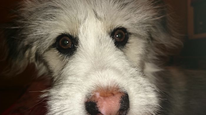 105 Nosy Dogs Who Want To Know What You&#8217;re Doing