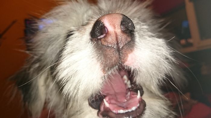 105 Nosy Dogs Who Want To Know What You&#8217;re Doing