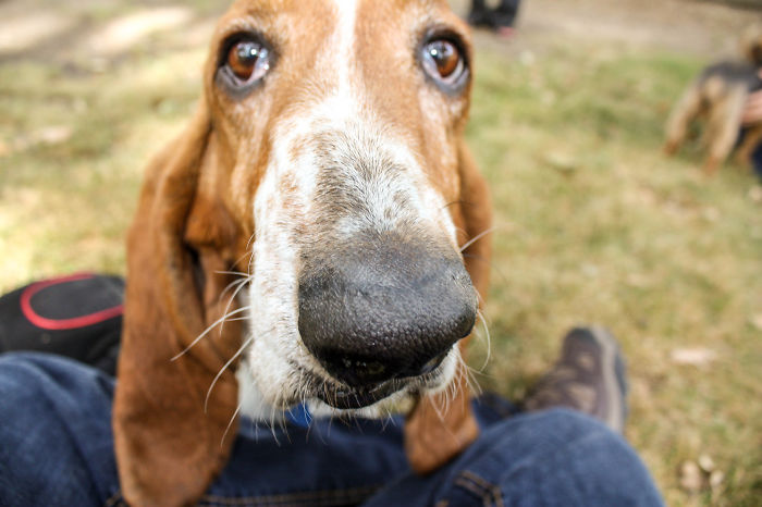 105 Nosy Dogs Who Want To Know What You&#8217;re Doing