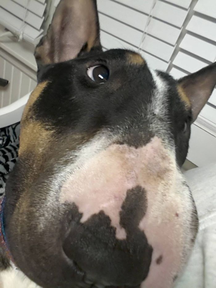 105 Nosy Dogs Who Want To Know What You&#8217;re Doing