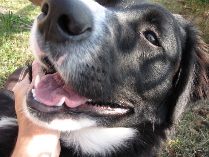 105 Nosy Dogs Who Want To Know What You&#8217;re Doing