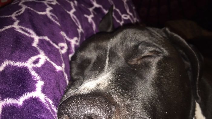 105 Nosy Dogs Who Want To Know What You&#8217;re Doing