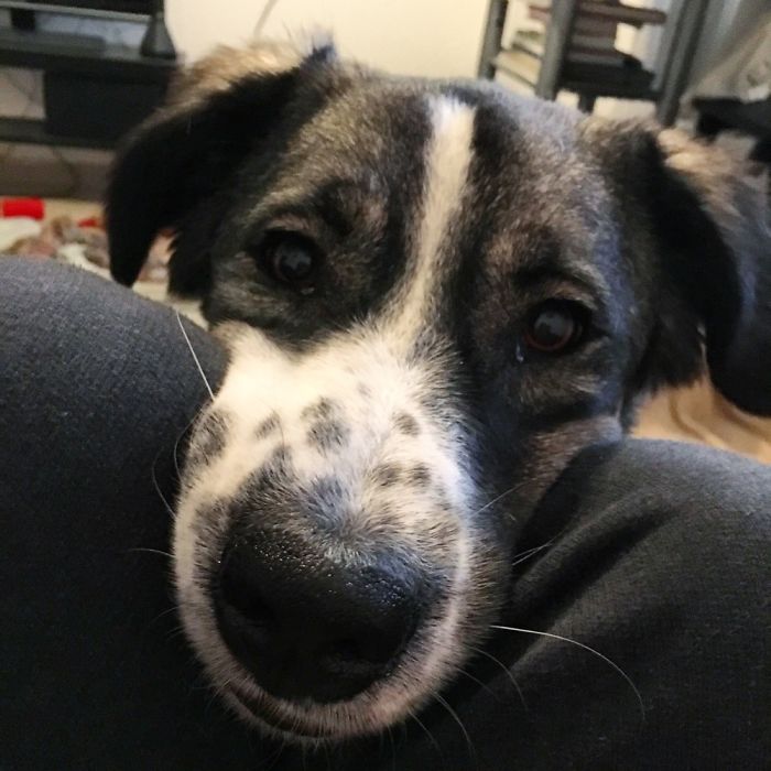 105 Nosy Dogs Who Want To Know What You&#8217;re Doing