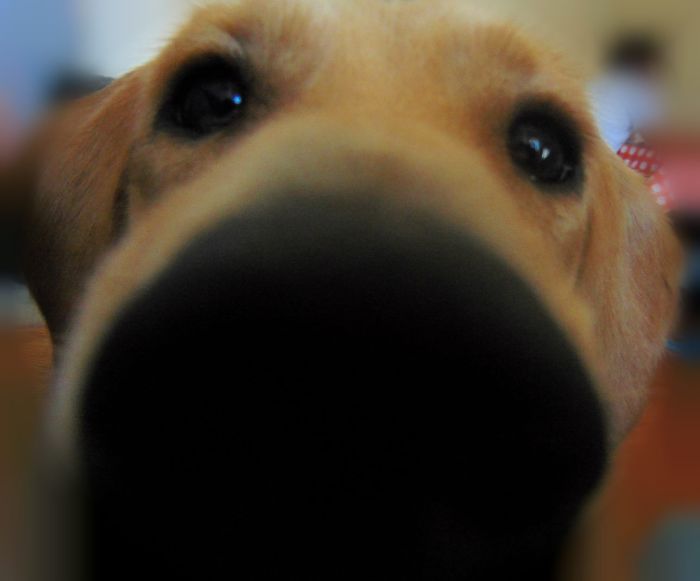 105 Nosy Dogs Who Want To Know What You&#8217;re Doing