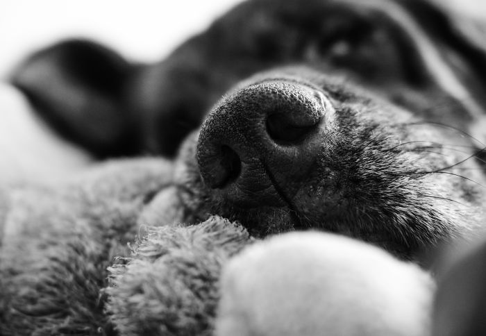105 Nosy Dogs Who Want To Know What You&#8217;re Doing
