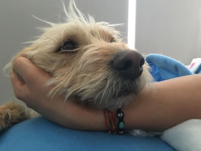 105 Nosy Dogs Who Want To Know What You&#8217;re Doing