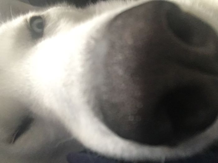 105 Nosy Dogs Who Want To Know What You&#8217;re Doing