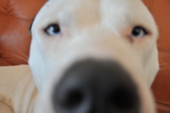 105 Nosy Dogs Who Want To Know What You&#8217;re Doing