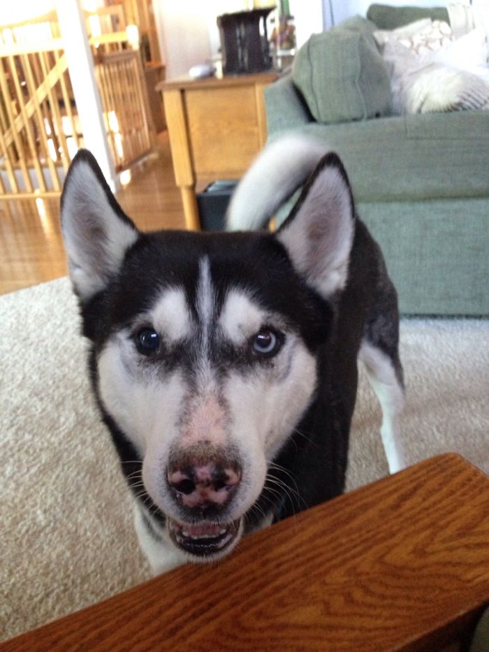 105 Nosy Dogs Who Want To Know What You&#8217;re Doing