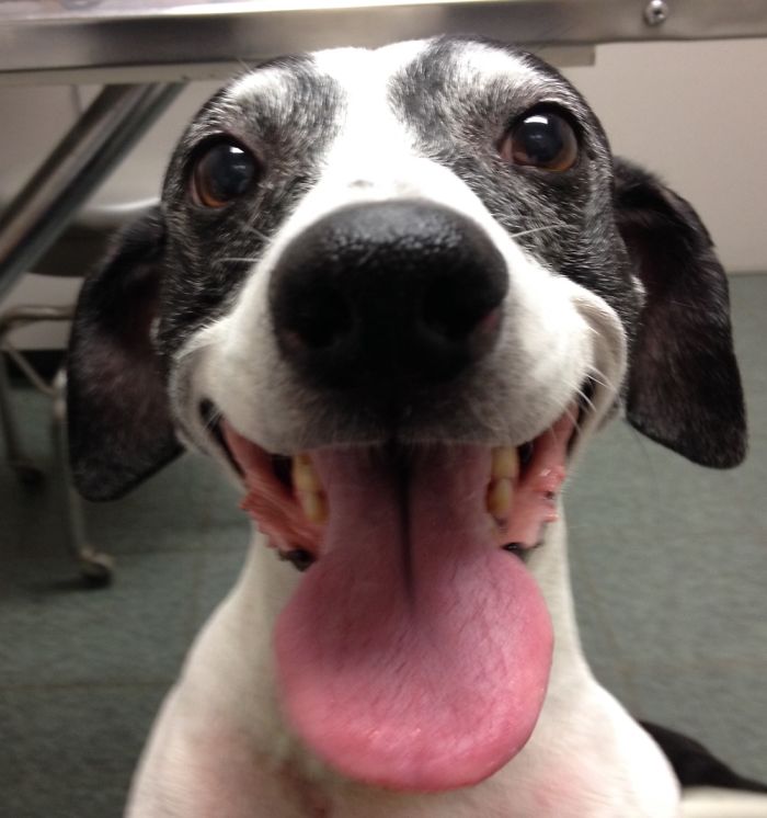 105 Nosy Dogs Who Want To Know What You&#8217;re Doing