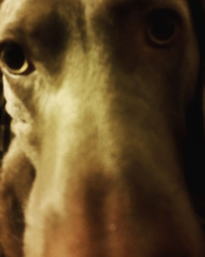 105 Nosy Dogs Who Want To Know What You&#8217;re Doing