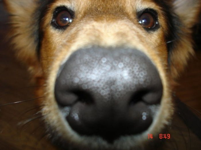 105 Nosy Dogs Who Want To Know What You&#8217;re Doing