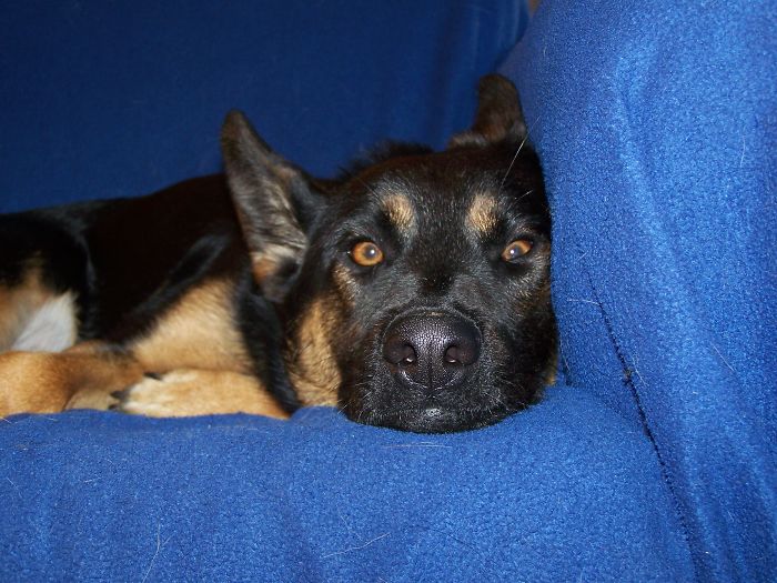 105 Nosy Dogs Who Want To Know What You&#8217;re Doing