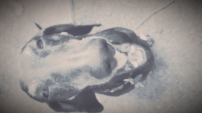 105 Nosy Dogs Who Want To Know What You&#8217;re Doing