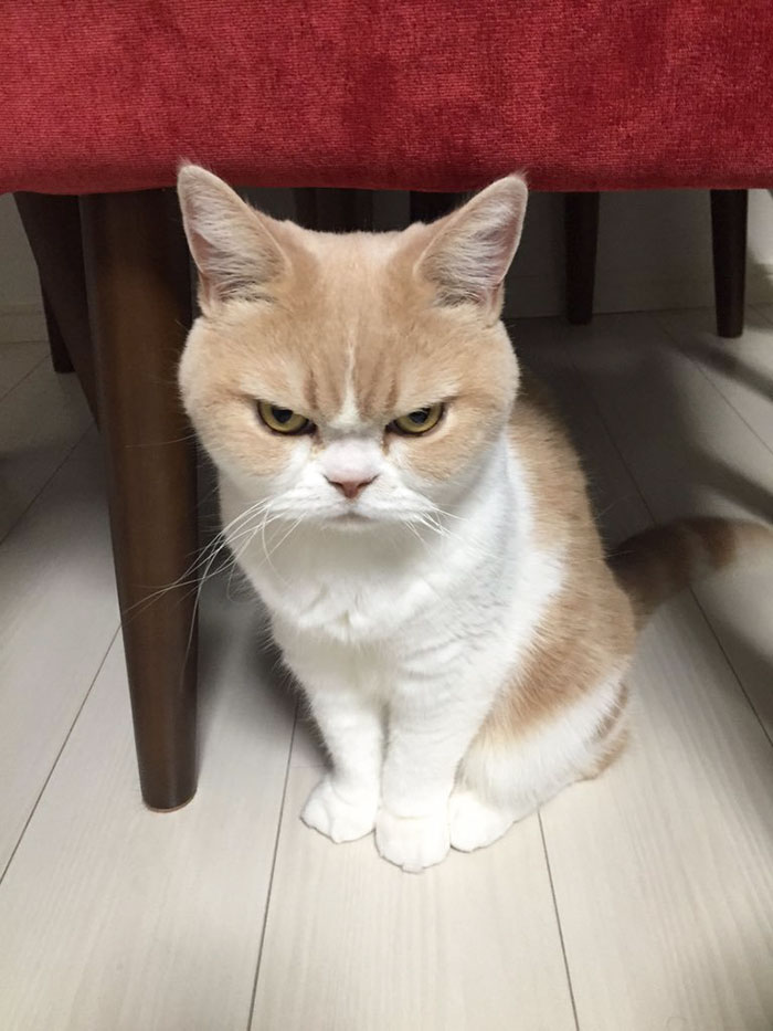 Meet Japanese Grumpy Cat, Who Is Even Grumpier Than The Original One