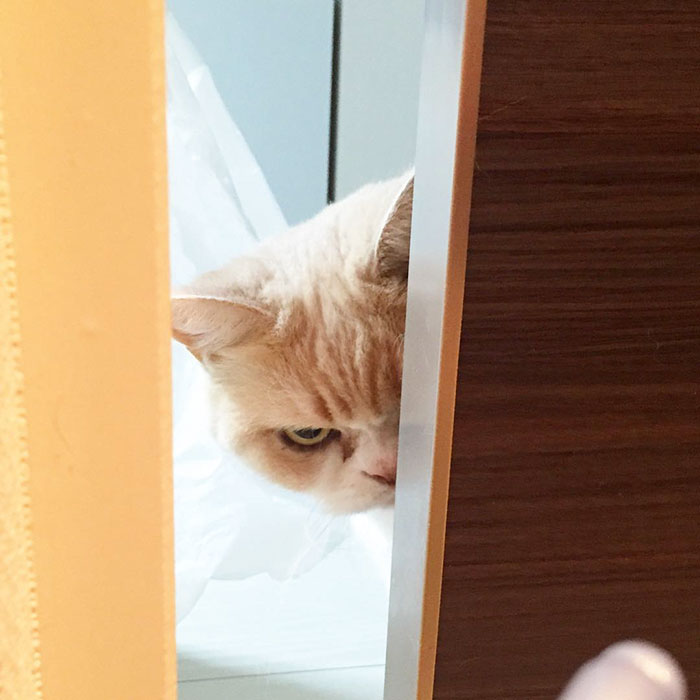 Meet Japanese Grumpy Cat, Who Is Even Grumpier Than The Original One