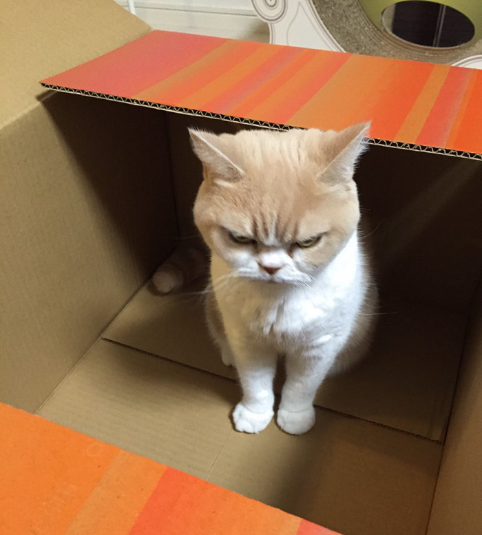 Meet Japanese Grumpy Cat, Who Is Even Grumpier Than The Original One