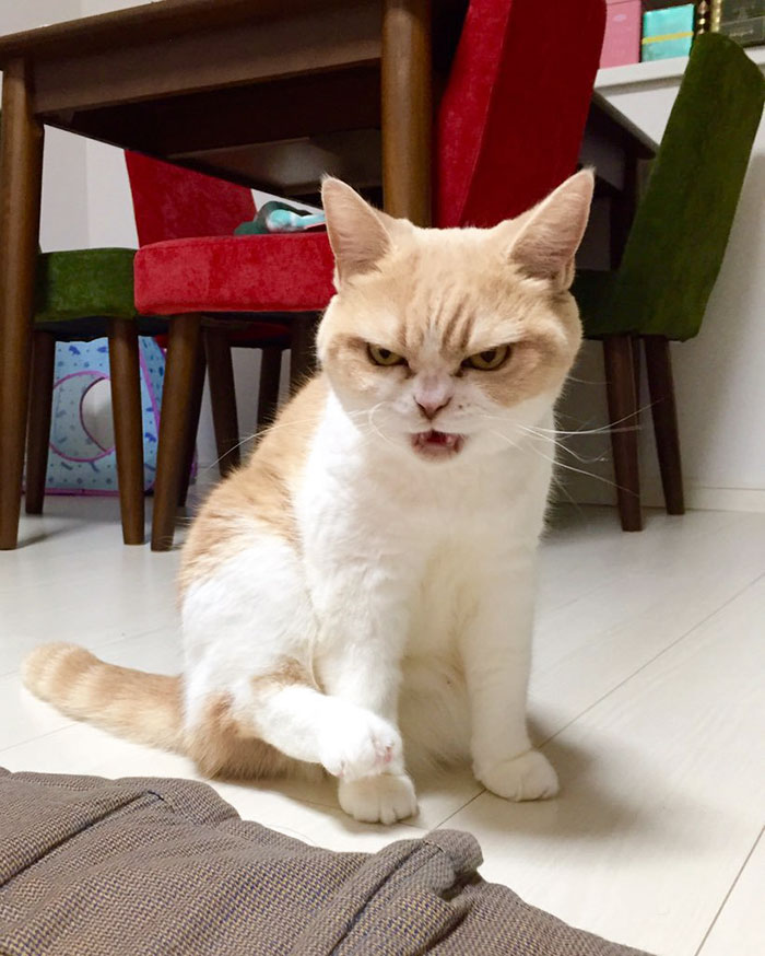 Meet Japanese Grumpy Cat, Who Is Even Grumpier Than The Original One