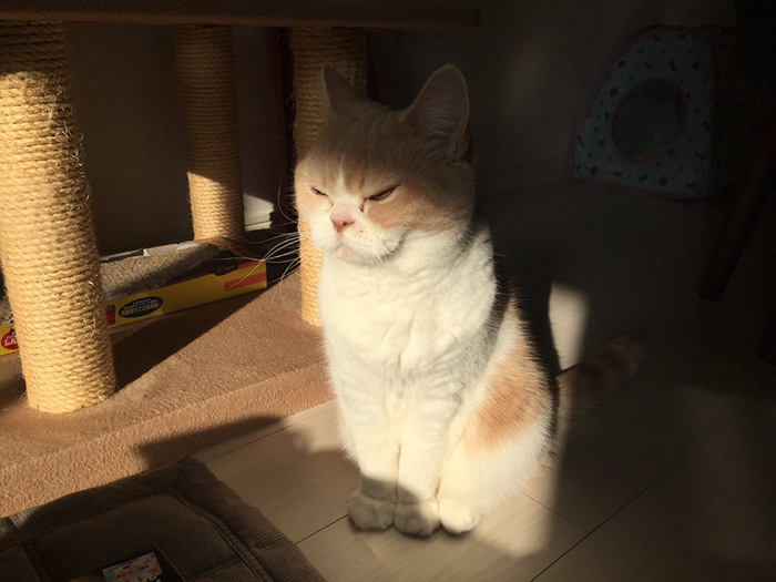 Meet Japanese Grumpy Cat, Who Is Even Grumpier Than The Original One