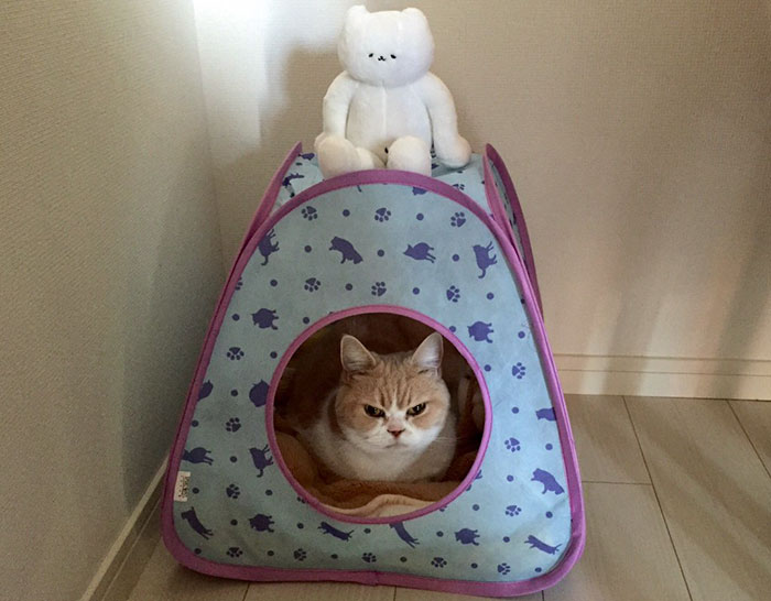 Meet Japanese Grumpy Cat, Who Is Even Grumpier Than The Original One