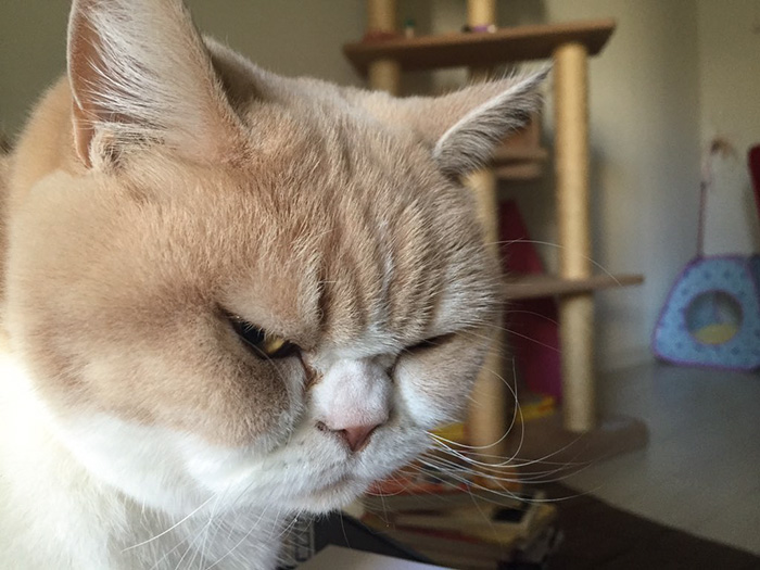 Meet Japanese Grumpy Cat, Who Is Even Grumpier Than The Original One