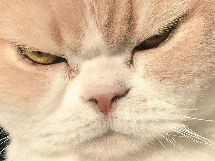 Meet Japanese Grumpy Cat, Who Is Even Grumpier Than The Original One