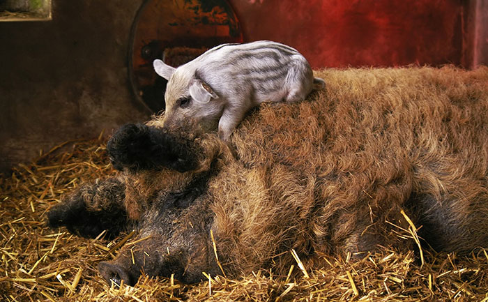 Meet Furry Pigs That Look Like Sheep And Act Like Dogs