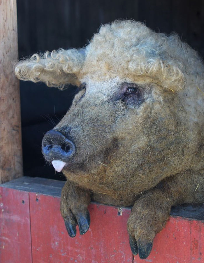 Meet Furry Pigs That Look Like Sheep And Act Like Dogs