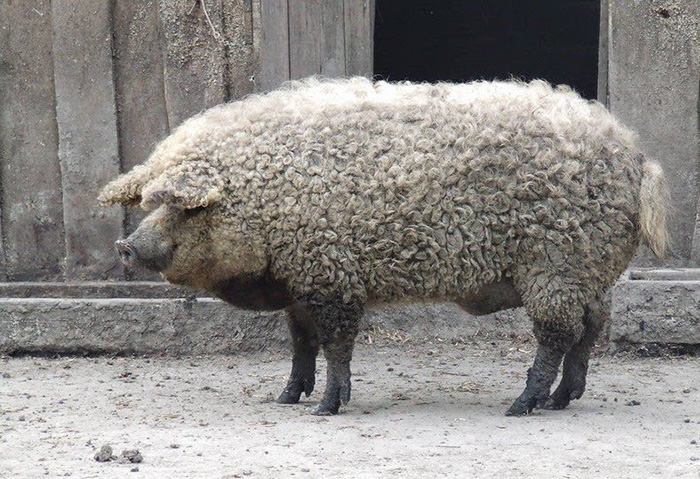 Meet Furry Pigs That Look Like Sheep And Act Like Dogs