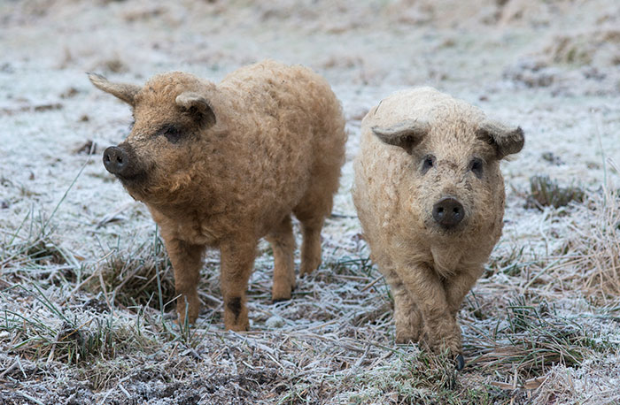 Meet Furry Pigs That Look Like Sheep And Act Like Dogs