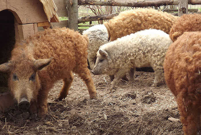 Meet Furry Pigs That Look Like Sheep And Act Like Dogs