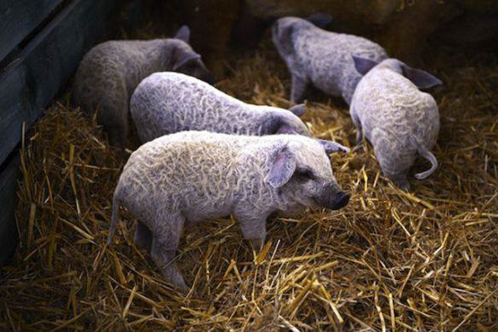 Meet Furry Pigs That Look Like Sheep And Act Like Dogs
