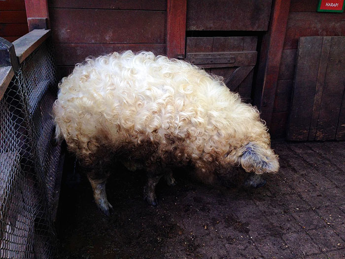 Meet Furry Pigs That Look Like Sheep And Act Like Dogs