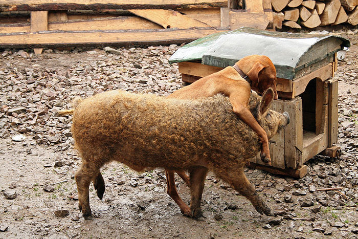 Meet Furry Pigs That Look Like Sheep And Act Like Dogs
