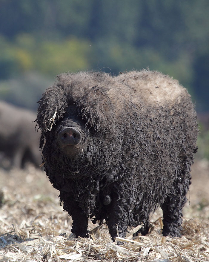 Meet Furry Pigs That Look Like Sheep And Act Like Dogs