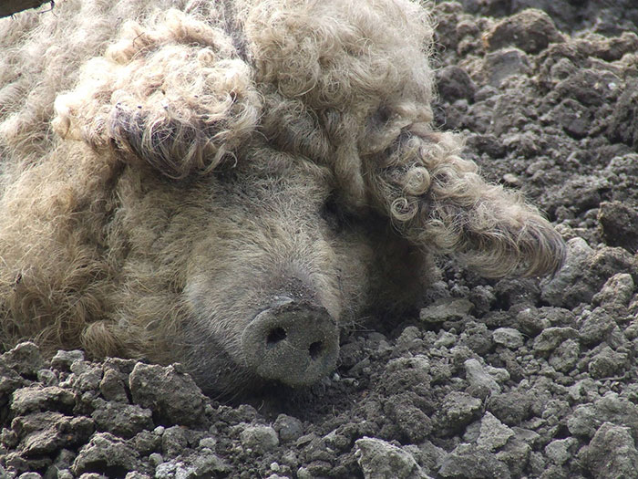 Meet Furry Pigs That Look Like Sheep And Act Like Dogs