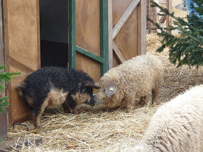 Meet Furry Pigs That Look Like Sheep And Act Like Dogs