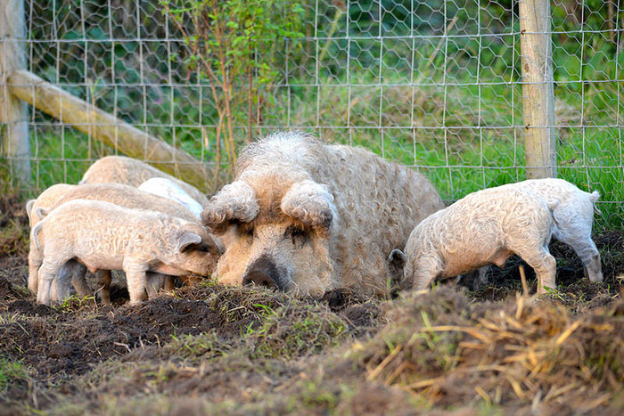 Meet Furry Pigs That Look Like Sheep And Act Like Dogs