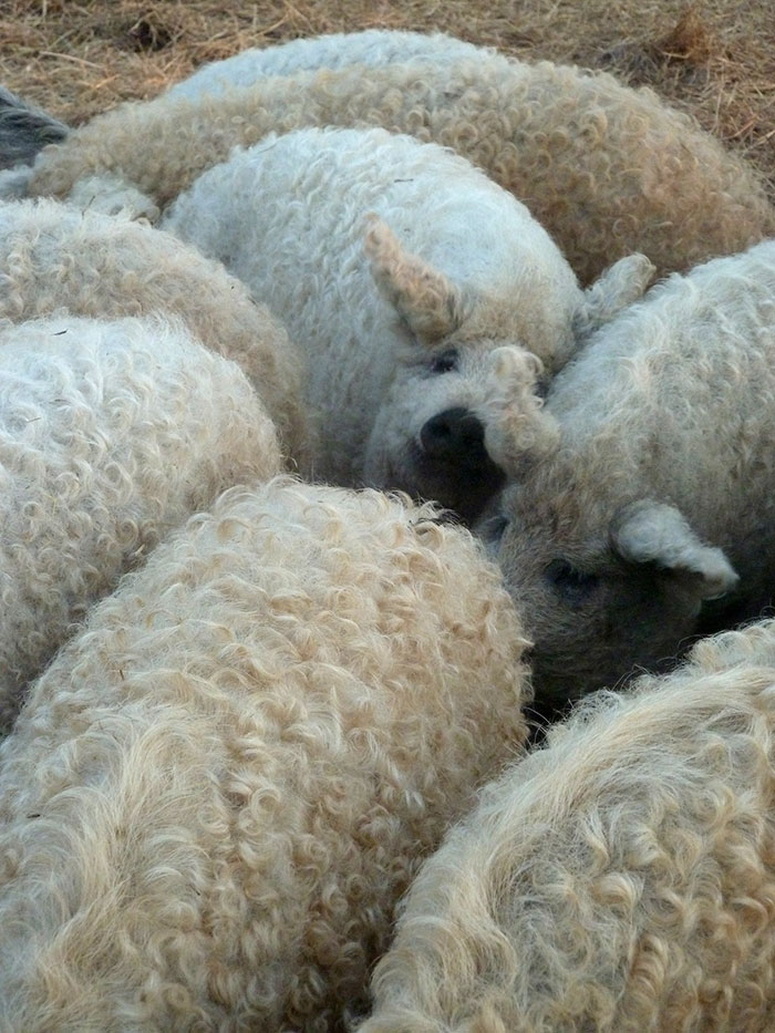 Meet Furry Pigs That Look Like Sheep And Act Like Dogs