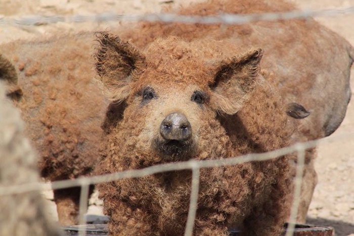 Meet Furry Pigs That Look Like Sheep And Act Like Dogs