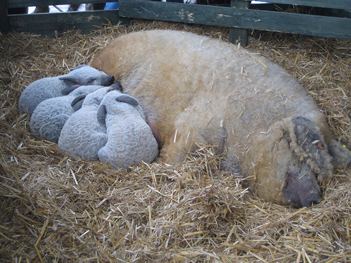 Meet Furry Pigs That Look Like Sheep And Act Like Dogs