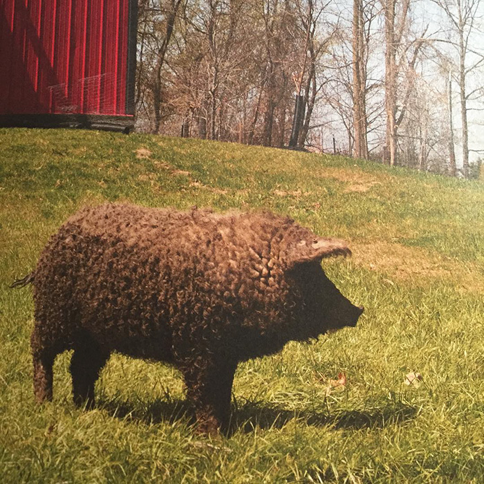 Meet Furry Pigs That Look Like Sheep And Act Like Dogs